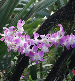 Flowers at the Myriad Botanical Gardens and Crystal Bridge Tropical Conservatory, Oklahoma City, OK  11-8-2008